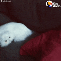 cat kitten GIF by The Dodo