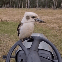 'Selfie Time': Unfazed Kookaburra Poses on Queensland Man's Lawnmower