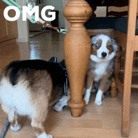 Dog Omg GIF