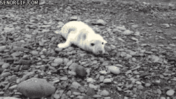 baby seal GIF by Cheezburger