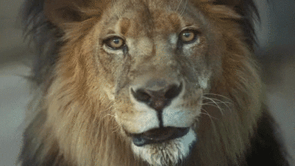 lion panther GIF