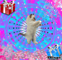 cat kat GIF