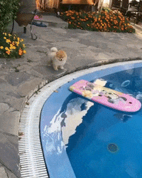puppy GIF by JustViral.Net