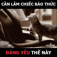 lozihn GIF by Lozi Singapore Co.