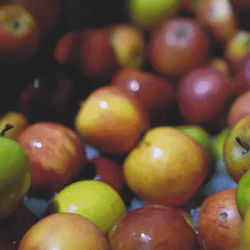 wearehawkes juice cider apples cidermaking GIF