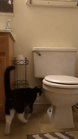 Clever Cat Teaches Himself to Flush the Toilet