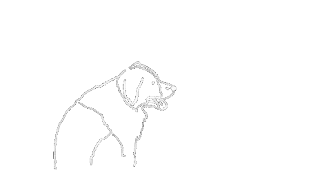Border Collie Running Sticker by LeapEarsFurnature