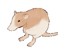 HannahGraceSmithArt sleepy pet shower rat Sticker