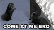 red panda come at me bro GIF