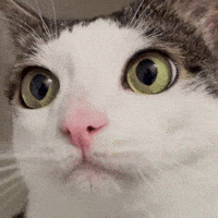 Cat Starring GIF