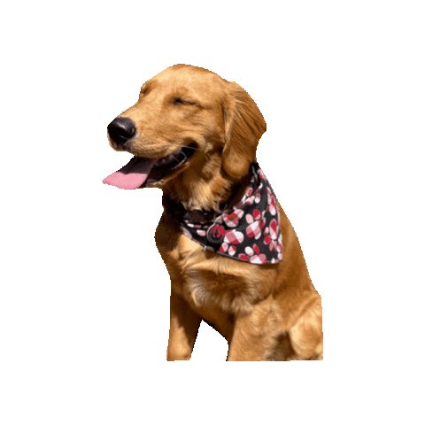 Golden Retriever Happy Dog Sticker by Geekster Pets
