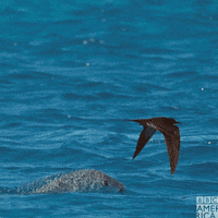Planet Earth GIF by BBC America