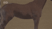 lyric video high horse GIF by Kacey Musgraves