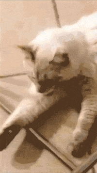 animation cat GIF by nehahalol