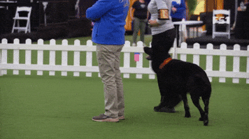 The Masters Obedience Championship At Westminster