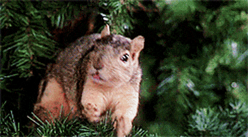 Movie gif. A squirrel jumps out of a Christmas tree past the face of a surprised Chevy Chase as Clark in National Lampoon's Christmas Vacation.