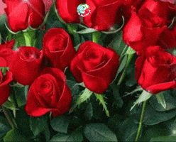 Para Ti Fiesta GIF by Murcianys LLC