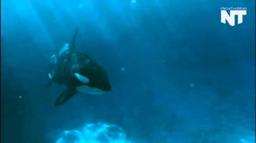 San Diego Orca GIF by NowThis