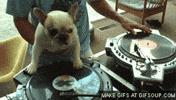 dj GIF