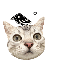 Cat 貓 Sticker