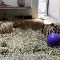 Rescued Tiger Can Finally Show Playful Side at California Zoo