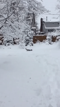 Denver Snow Nearly Too Much for Dog to Traverse