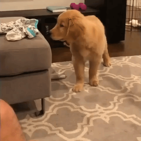 This Golden Retriever Will Do Anything to Get His Paws on Some Socks