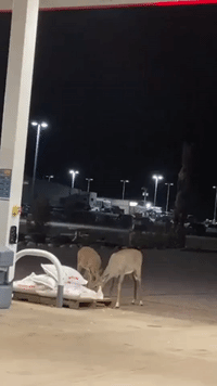 Cunning Deer Feast on Corn at Eagle River Gas Station