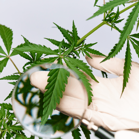 californiacannabistestinglabs giphygifmaker giphyattribution california cannabis testing labs GIF
