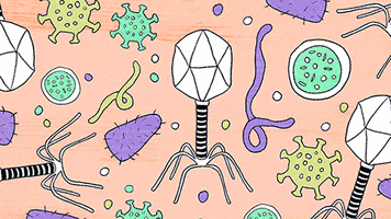 Illustration Loop GIF by American Museum of Natural History