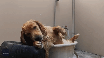 Golden Retriever Soaks Up the Good Life With 'Spa Day'