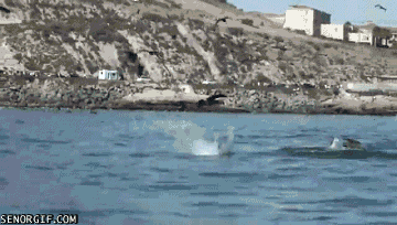 humpback whale GIF by Cheezburger