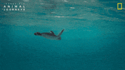 National Geographic GIF by Nat Geo Wild