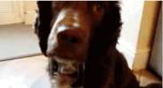 drool GIF