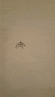 spider life bugs GIF by Dr. Donna Thomas Rodgers