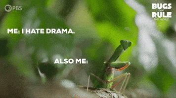 Praying Mantis Drama GIF by PBS