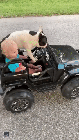 They See Me Rollin': Toddler and Dog Cruise Around the Block in Toy Jeep
