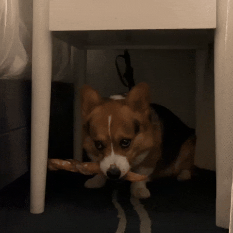 Dog Corgi GIF