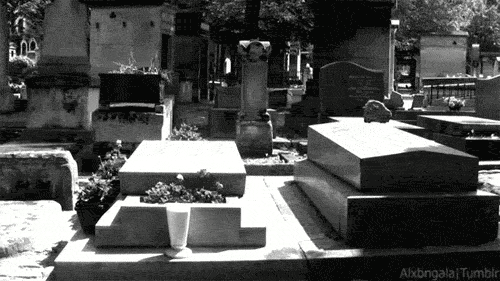 cementery black cat GIF