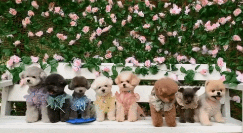 lievelyn24c9 giphyupload GIF