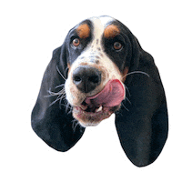 Basset Hound Love Sticker