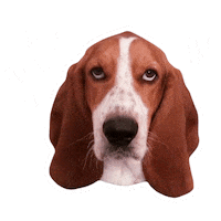 Basset Hound Love Sticker