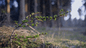 smoke spring GIF by Living Stills