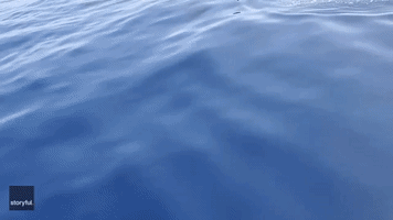 Whale Sharks Surprise Boaters