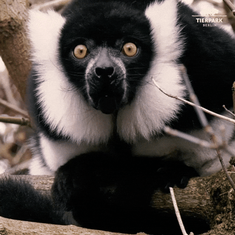 tierparkberlin giphyupload good morning scream wake up GIF