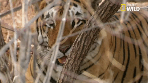 Tiger Savage Kingdom GIF by Nat Geo Wild