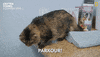 National Geographic Vet GIF by Nat Geo Wild
