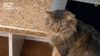 National Geographic Vet GIF by Nat Geo Wild