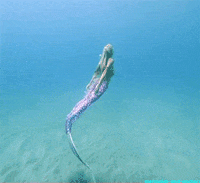 mermaid ocean gif GIF