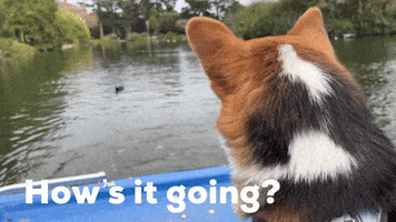 Dog Hows It Going GIF